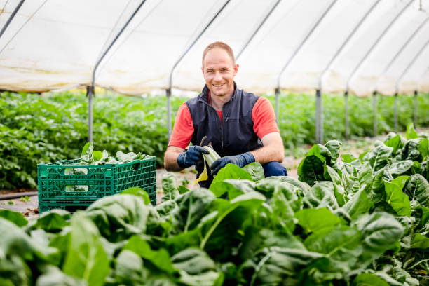 Farmer harvesting leaf of lettuce growing in the greenhouse